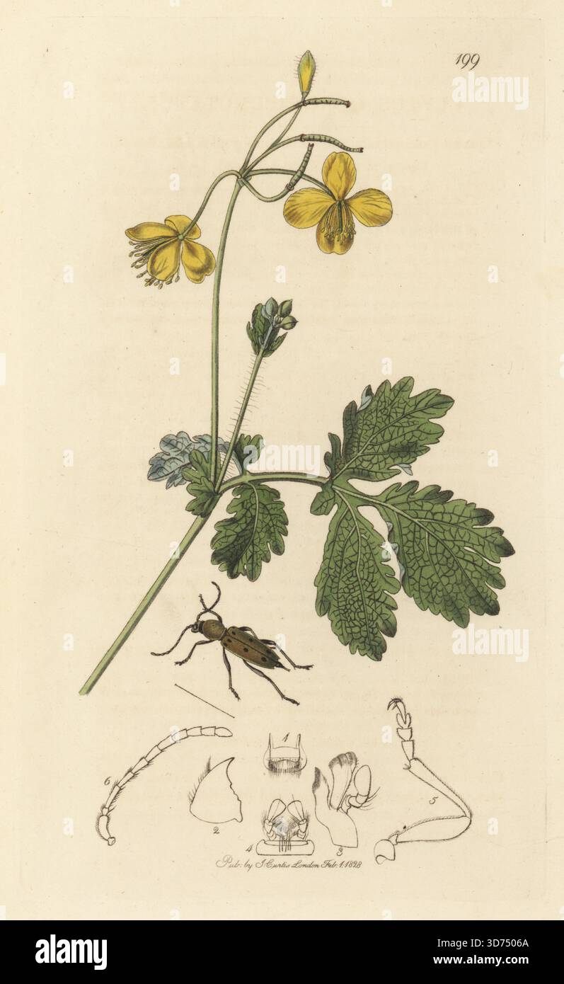 Longhorn-Käfer-Spezies, Chlorophorus glaucus, mit größerem Cellandin, Chelidonium majus. Handkoloriertes Kupferstich, gezeichnet und graviert von John Curtis für seine eigene britische Entomologie, als Illustrationen und Beschreibungen der Genera of Insects found in Great Britain and Ireland, London, 1828. John Curtis (1791–1862) war ein Entomologe, Illustrator, Kupferstecher und Verleger. Stockfoto