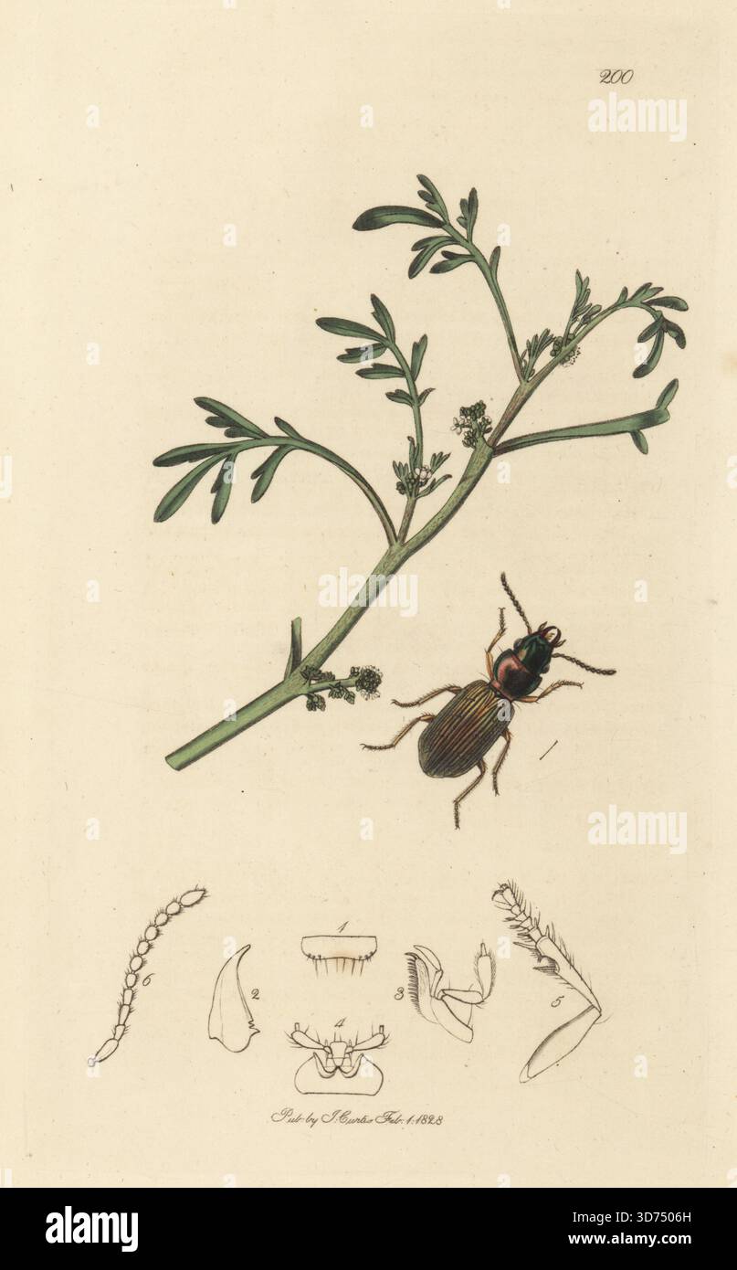 Bodenkäfer, Cillenus lateralis, mit gemeinsamer Warzenkresse, Lepidium coronopus. Handkoloriertes Kupferstich, gezeichnet und graviert von John Curtis für seine eigene britische Entomologie, als Illustrationen und Beschreibungen der Genera of Insects found in Great Britain and Ireland, London, 1828. John Curtis (1791–1862) war ein Entomologe, Illustrator, Kupferstecher und Verleger. Stockfoto