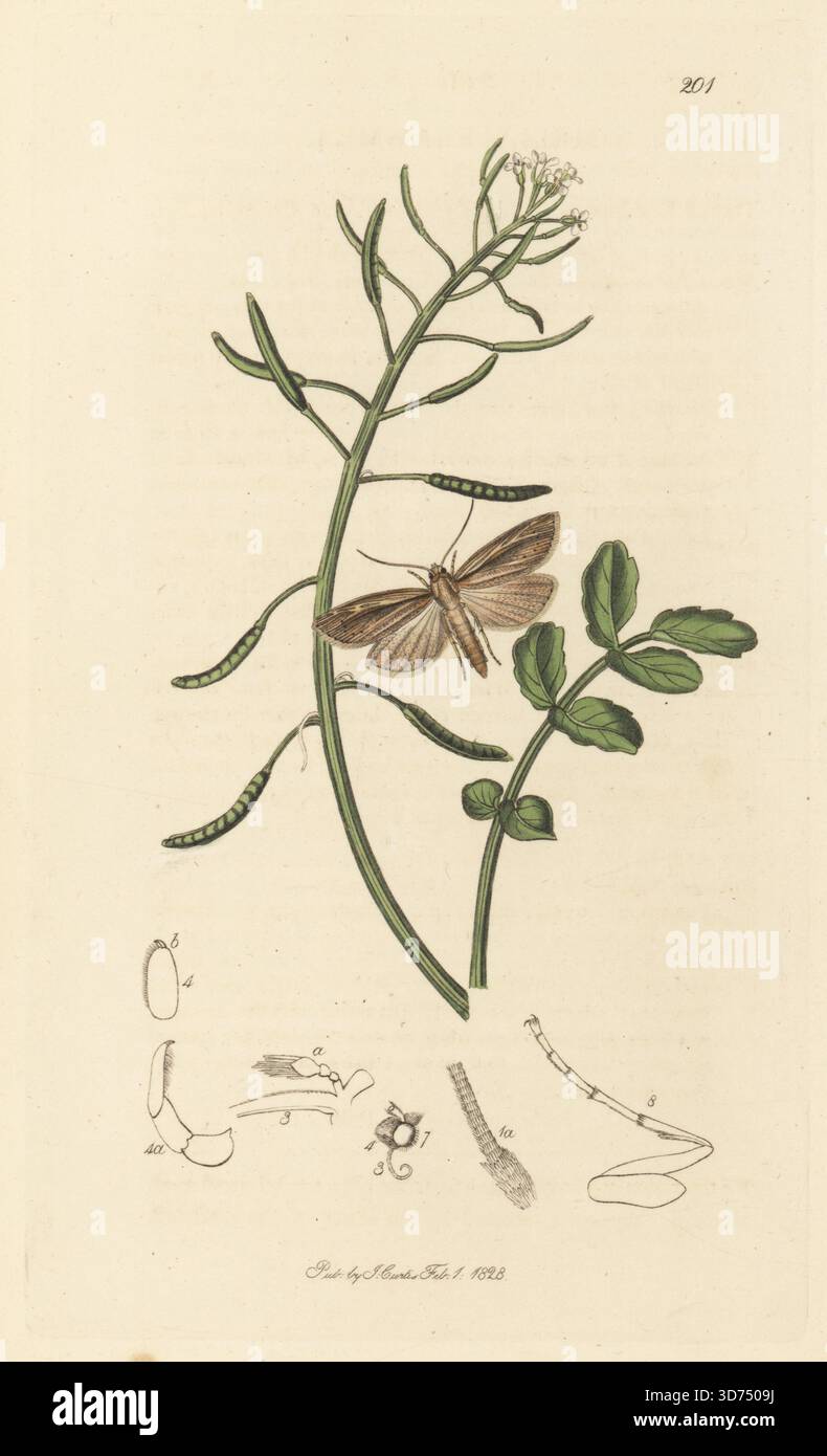 Flammtäfelungsmotte, Senta flammea (Melia flammea), mit Wasserkresse, Nasturtium officinale (Sisymbrium nasturtium). Handkoloriertes Kupferstich, gezeichnet und graviert von John Curtis für seine eigene britische Entomologie, als Illustrationen und Beschreibungen der Genera of Insects found in Great Britain and Ireland, London, 1828. John Curtis (1791–1862) war ein Entomologe, Illustrator, Kupferstecher und Verleger. Stockfoto