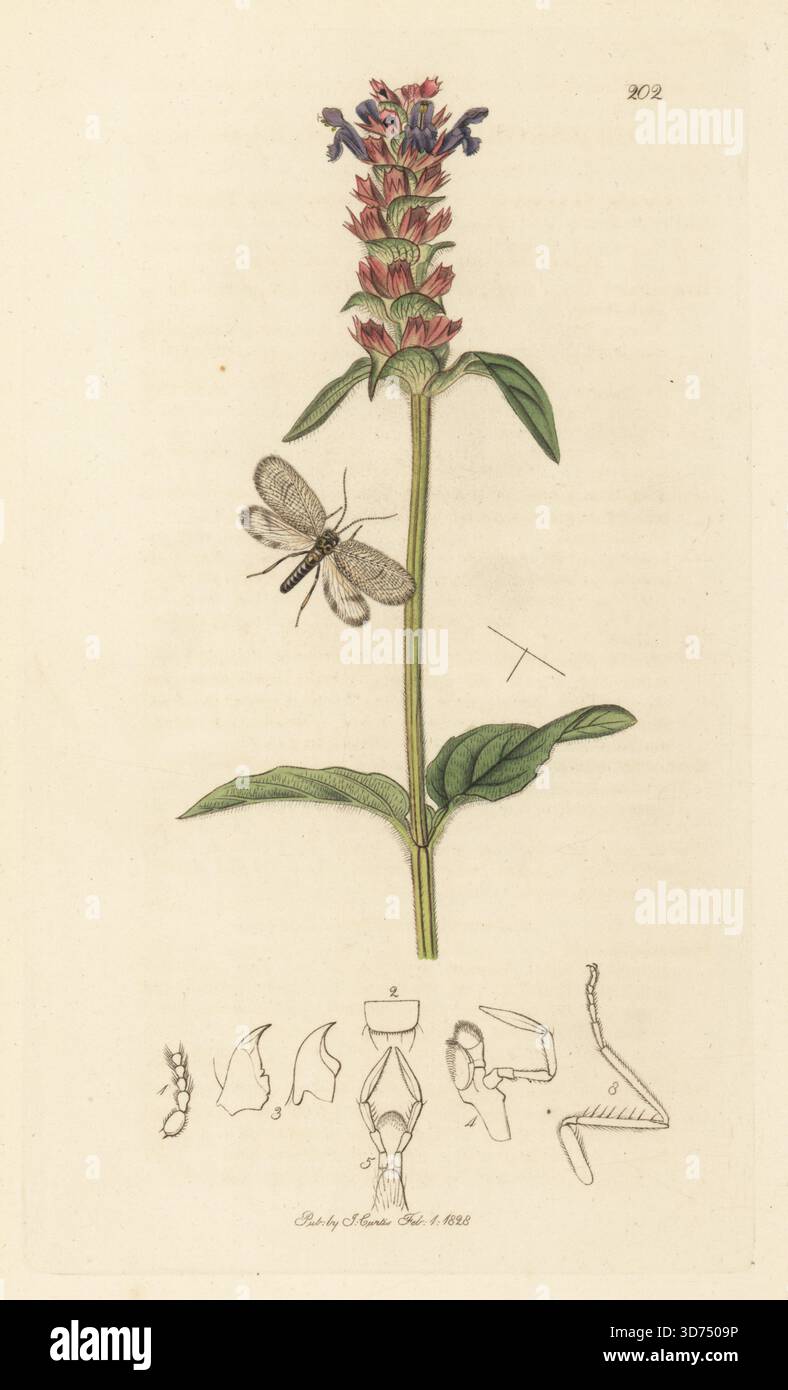 Umrandete braune Schnürmotte, Megalomus hirtus (Hemerobius fimbriatus), mit Selbstheilung, Prunella vulgaris (fälschlicherweise als Holzbetonie, Betonica officinalis genannt). Handkoloriertes Kupferstich, gezeichnet und graviert von John Curtis für seine eigene britische Entomologie, als Illustrationen und Beschreibungen der Genera of Insects found in Great Britain and Ireland, London, 1828. John Curtis (1791–1862) war ein Entomologe, Illustrator, Kupferstecher und Verleger. Stockfoto