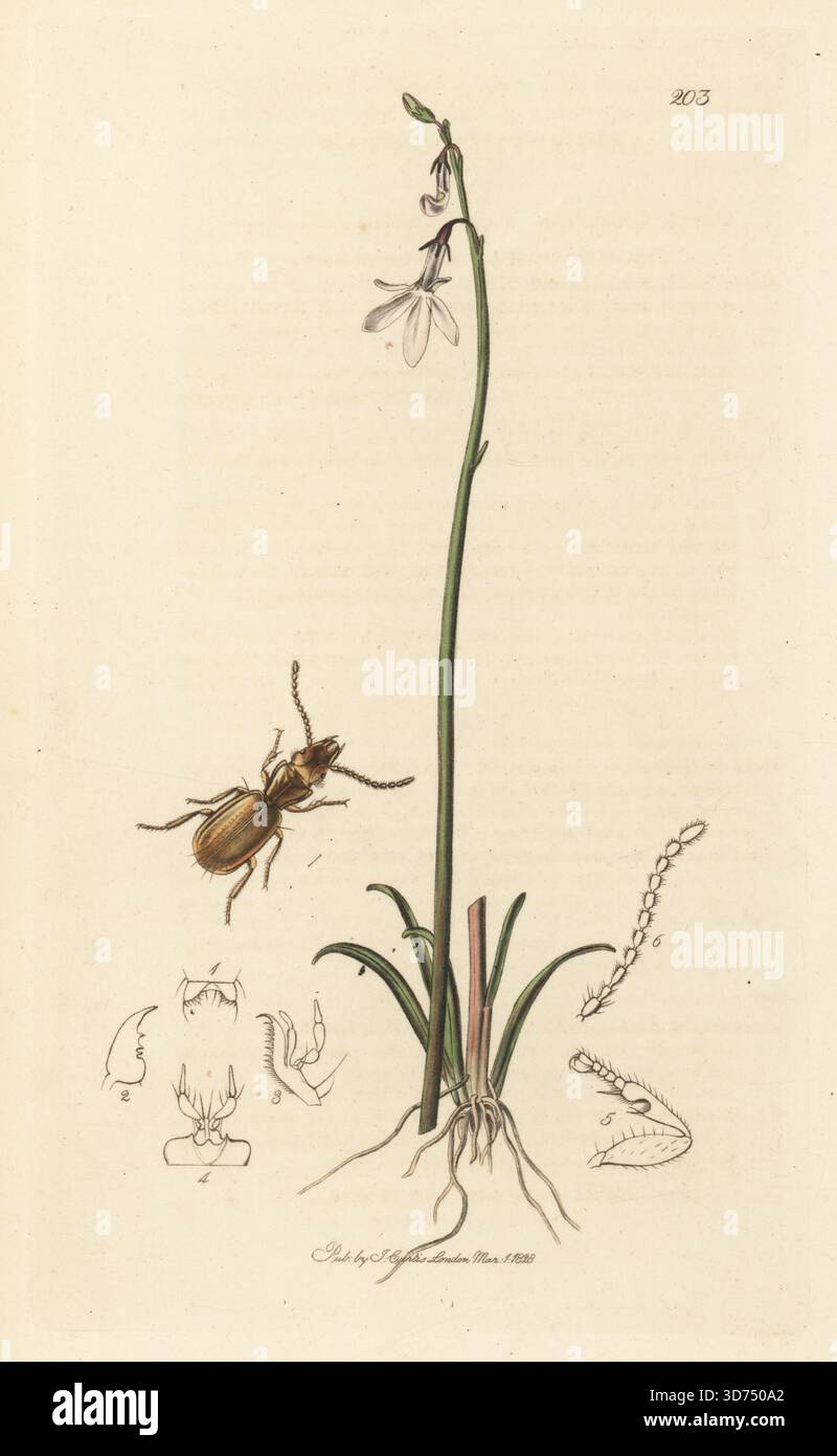 Käfer, Aepus marinus (Aepus fulvescens), mit Dortmanns Kardinalblume oder Wassergladiole, Lobelia dortmanna. Handkoloriertes Kupferstich, gezeichnet und graviert von John Curtis für seine eigene britische Entomologie, als Illustrationen und Beschreibungen der Genera of Insects found in Great Britain and Ireland, London, 1828. John Curtis (1791–1862) war ein Entomologe, Illustrator, Kupferstecher und Verleger. Stockfoto