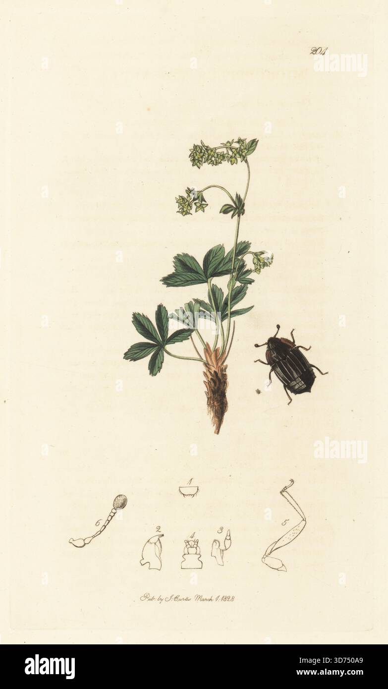 Arrhenopeplus tesserula (Micropeplus tesserula) Käfer, mit Cinquefoil Damenmantel, Alchemilla alpina. Handkoloriertes Kupferstich, gezeichnet und graviert von John Curtis für seine eigene britische Entomologie, als Illustrationen und Beschreibungen der Genera of Insects found in Great Britain and Ireland, London, 1828. John Curtis (1791–1862) war ein Entomologe, Illustrator, Kupferstecher und Verleger. Stockfoto