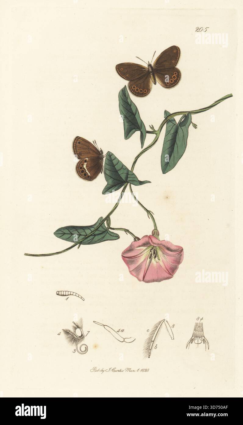 Seltener HeideSchmetterling, Coenonympha Held (Hipparchia Held), mit Morgenruhm. Handkoloriertes Kupferstich, gezeichnet und graviert von John Curtis für seine eigene britische Entomologie, als Illustrationen und Beschreibungen der Genera of Insects found in Great Britain and Ireland, London, 1828. John Curtis (1791–1862) war ein Entomologe, Illustrator, Kupferstecher und Verleger. Stockfoto