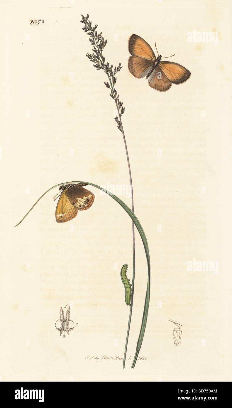 Plasteads gelbbrauner Ringelblütler Coenonympha arcania (Hipparchis arcanius) mit haarigem Melicgrass, Melica ciliata. Handkoloriertes Kupferstich, gezeichnet und graviert von John Curtis für seine eigene britische Entomologie, als Illustrationen und Beschreibungen der Genera of Insects found in Great Britain and Ireland, London, 1828. John Curtis (1791–1862) war ein Entomologe, Illustrator, Kupferstecher und Verleger. Stockfoto