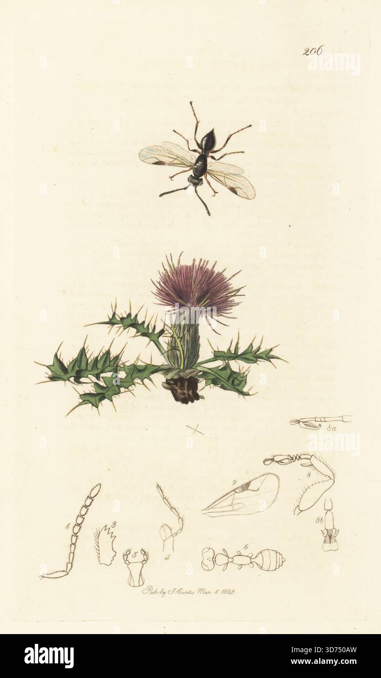 Dryinidenparasitäre Wespenart, Dryinus Cursor, mit Zwergdistel, Cirsium acaule (Carduus acaulis). Handkoloriertes Kupferstich, gezeichnet und graviert von John Curtis für seine eigene britische Entomologie, als Illustrationen und Beschreibungen der Genera of Insects found in Great Britain and Ireland, London, 1828. John Curtis (1791–1862) war ein Entomologe, Illustrator, Kupferstecher und Verleger. Stockfoto
