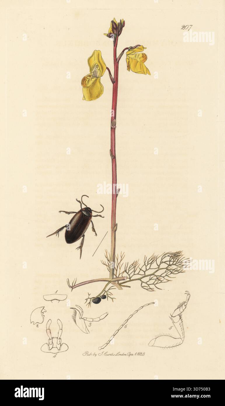Colymbetes consobrinus-Käfer mit gewöhnlichem Butterkraut oder großer Blasenschnauze, Utricularia vulgaris. Handkoloriertes Kupferstich, gezeichnet und graviert von John Curtis für seine eigene britische Entomologie, als Illustrationen und Beschreibungen der Genera of Insects found in Great Britain and Ireland, London, 1828. John Curtis (1791–1862) war ein Entomologe, Illustrator, Kupferstecher und Verleger. Stockfoto