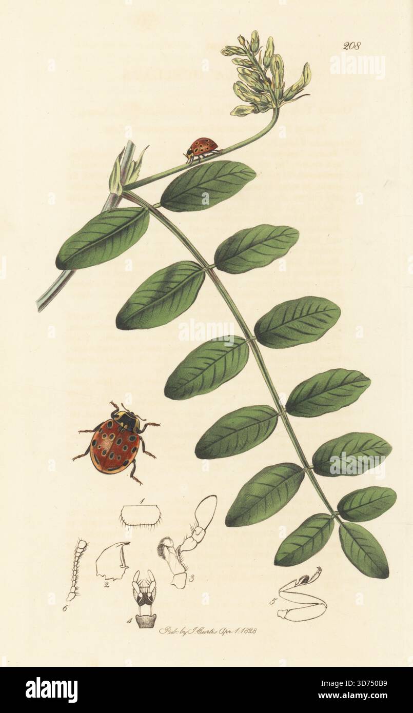 Marienkäfer mit Augen, Anatis ocellata (Coccinella ocellata), mit wildem Lakritz oder Lakritzmilkvetch, Astragalus glycyphyllos. Handkoloriertes Kupferstich, gezeichnet und graviert von John Curtis für seine eigene britische Entomologie, als Illustrationen und Beschreibungen der Genera of Insects found in Great Britain and Ireland, London, 1828. John Curtis (1791–1862) war ein Entomologe, Illustrator, Kupferstecher und Verleger. Stockfoto