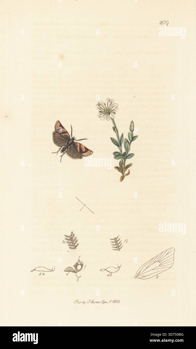 Heidedrehmotte, Philedonides lunana (Amphisa walkerana), mit breiblättrigem, rauem Kicherkraut, Cerastium latifolium. Handkoloriertes Kupferstich, gezeichnet und graviert von John Curtis für seine eigene britische Entomologie, als Illustrationen und Beschreibungen der Genera of Insects found in Great Britain and Ireland, London, 1828. John Curtis (1791–1862) war ein Entomologe, Illustrator, Kupferstecher und Verleger. Stockfoto