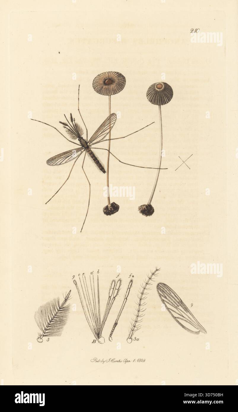 Anopheles claviger-Mücke (Anopheles bifurcatus) mit gefaltetem Tintenkappenpilz, Parasola plicatilis (Agaricus plicatilis). Handkoloriertes Kupferstich, gezeichnet und graviert von John Curtis für seine eigene britische Entomologie, als Illustrationen und Beschreibungen der Genera of Insects found in Great Britain and Ireland, London, 1828. John Curtis (1791–1862) war ein Entomologe, Illustrator, Kupferstecher und Verleger. Stockfoto