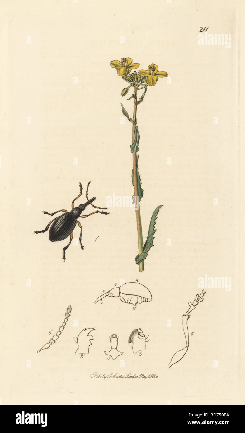 Der Käfer Protapion difforme (Apion difformis) mit Bargeman-Kohl, Brassica rapa (Feldkohl, Brassica campestris). Handkoloriertes Kupferstich, gezeichnet und graviert von John Curtis für seine eigene britische Entomologie, als Illustrationen und Beschreibungen der Genera of Insects found in Great Britain and Ireland, London, 1828. John Curtis (1791–1862) war ein Entomologe, Illustrator, Kupferstecher und Verleger. Stockfoto