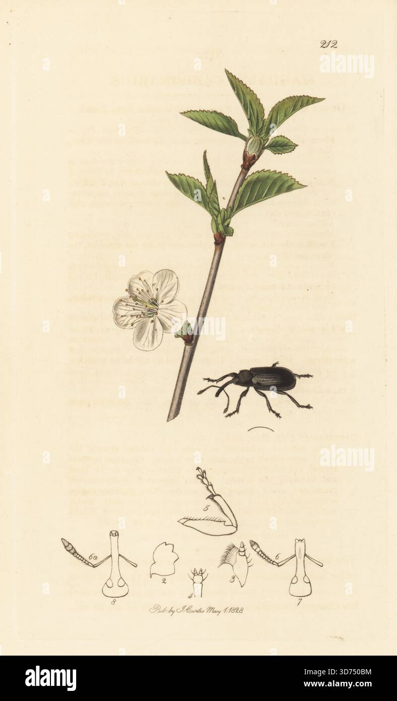 Weevil-Art, Magdalis carbonaria, mit Kirschbaum, Prunus cerasus. Handkoloriertes Kupferstich, gezeichnet und graviert von John Curtis für seine eigene britische Entomologie, als Illustrationen und Beschreibungen der Genera of Insects found in Great Britain and Ireland, London, 1828. John Curtis (1791–1862) war ein Entomologe, Illustrator, Kupferstecher und Verleger. Stockfoto