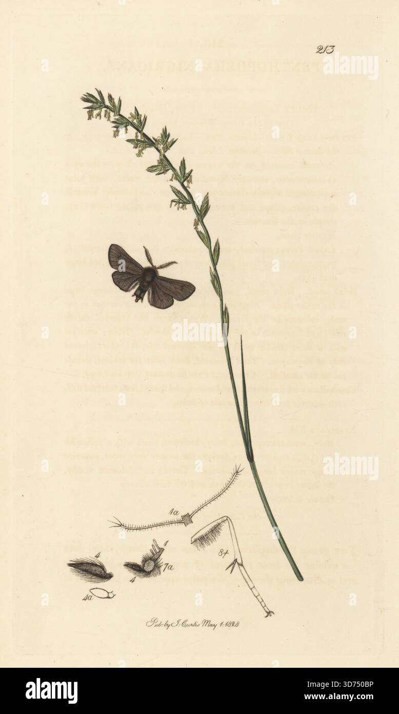 Schwarze Kehrmotte, Pachythelia villosella (Penthophera nigricans), mit Rochengras, Lolium perenne. Handkoloriertes Kupferstich, gezeichnet und graviert von John Curtis für seine eigene britische Entomologie, als Illustrationen und Beschreibungen der Genera of Insects found in Great Britain and Ireland, London, 1828. John Curtis (1791–1862) war ein Entomologe, Illustrator, Kupferstecher und Verleger. Stockfoto