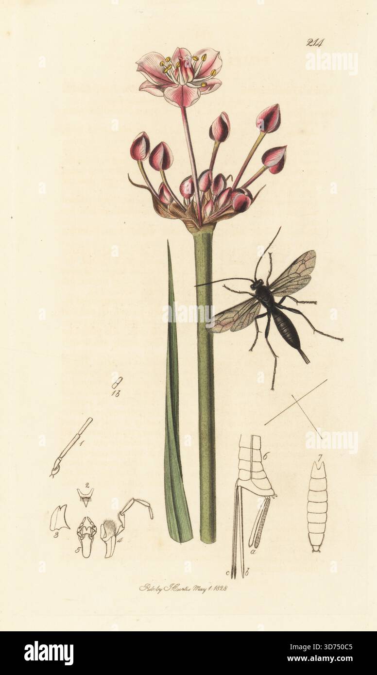 Ichneumon-parasitäre Wespe, Pimpla aethiops, mit blühendem Rausch, Butomus umbellatus. Handkoloriertes Kupferstich, gezeichnet und graviert von John Curtis für seine eigene britische Entomologie, als Illustrationen und Beschreibungen der Genera of Insects found in Great Britain and Ireland, London, 1828. John Curtis (1791–1862) war ein Entomologe, Illustrator, Kupferstecher und Verleger. Stockfoto