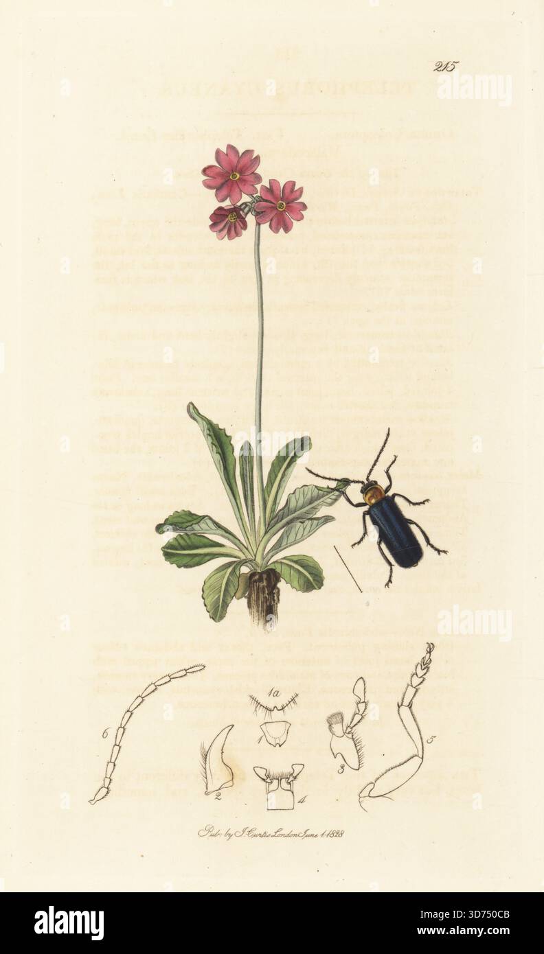 Blauer Soldatenkäfer, Ancistronycha abdominalis (Telephorus cyaneus) mit Vogelpergenkerze oder Bergauricula, Primula farinosa. Handkoloriertes Kupferstich, gezeichnet und graviert von John Curtis für seine eigene britische Entomologie, als Illustrationen und Beschreibungen der Genera of Insects found in Great Britain and Ireland, London, 1828. John Curtis (1791–1862) war ein Entomologe, Illustrator, Kupferstecher und Verleger. Stockfoto