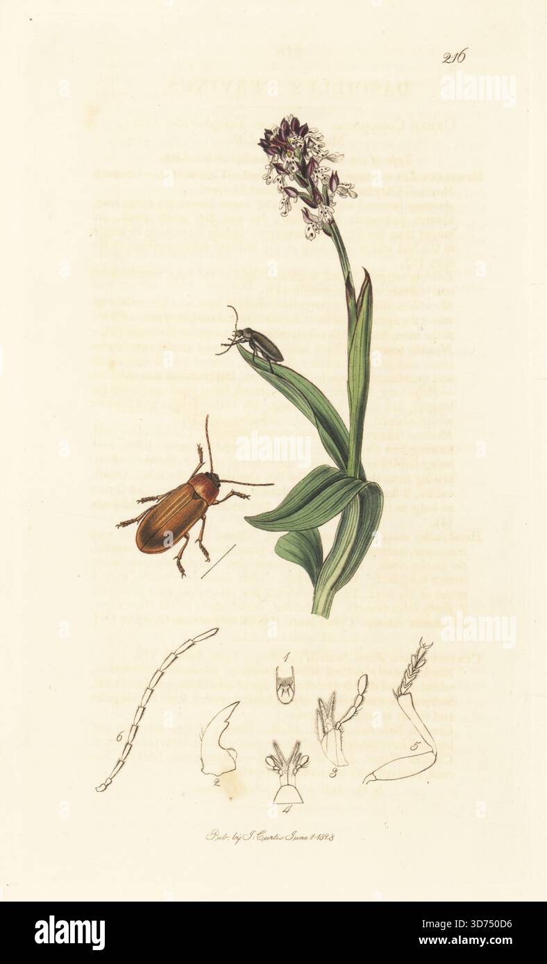 Orchideenkäfer, Dascillus cervinus, mit verbrannter Orchidee, Neotinea ustulata (zwergorchis, Orchis ustulata). Handkoloriertes Kupferstich, gezeichnet und graviert von John Curtis für seine eigene britische Entomologie, als Illustrationen und Beschreibungen der Genera of Insects found in Great Britain and Ireland, London, 1828. John Curtis (1791–1862) war ein Entomologe, Illustrator, Kupferstecher und Verleger. Stockfoto