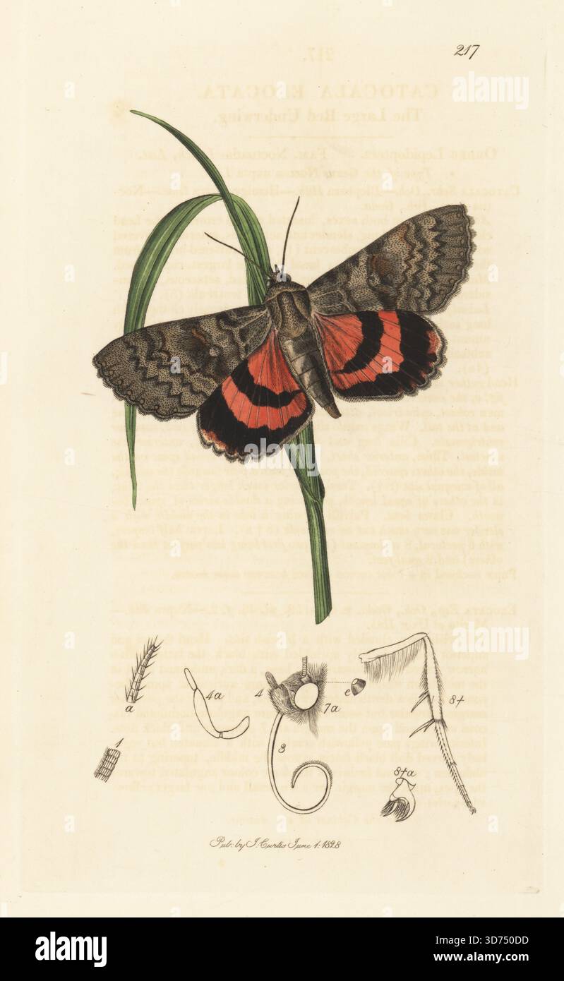 Französische rote Unterflügelmotte oder große rote Unterflügelmotte, Catocala elocata, mit Gras. Handkoloriertes Kupferstich, gezeichnet und graviert von John Curtis für seine eigene britische Entomologie, als Illustrationen und Beschreibungen der Genera of Insects found in Great Britain and Ireland, London, 1828. John Curtis (1791–1862) war ein Entomologe, Illustrator, Kupferstecher und Verleger. Stockfoto