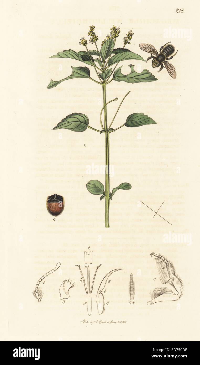 Willughbys Blattschneider-Biene Megachile willughbiella, mit jährlichem Quecksilber des Hundes, Mercurialis annua. Handkoloriertes Kupferstich, gezeichnet und graviert von John Curtis für seine eigene britische Entomologie, als Illustrationen und Beschreibungen der Genera of Insects found in Great Britain and Ireland, London, 1828. John Curtis (1791–1862) war ein Entomologe, Illustrator, Kupferstecher und Verleger. Stockfoto
