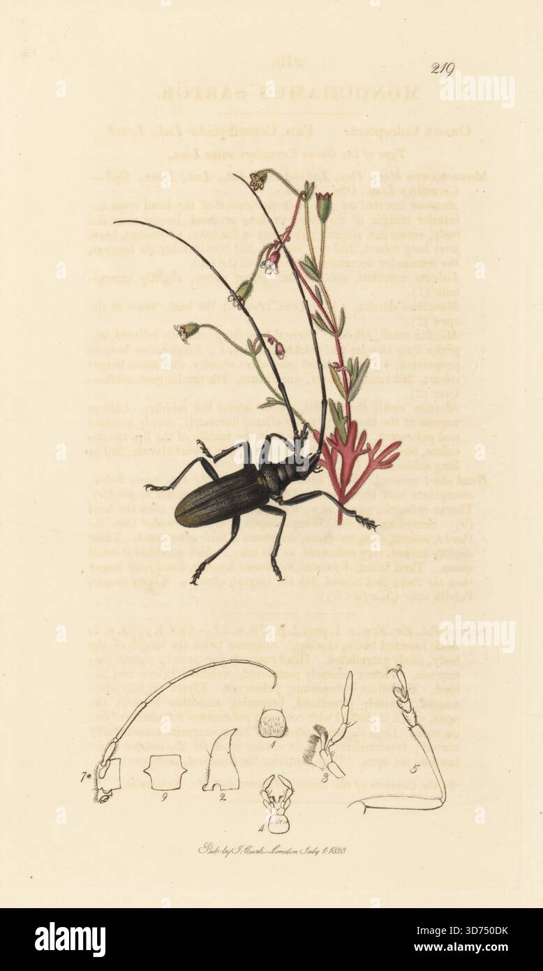 kiefernsägekäfer, Monochamus sartor, mit ruenblättrigem Saxfrage, Saxifraga-Tridactyliten. Handkoloriertes Kupferstich, gezeichnet und graviert von John Curtis für seine eigene britische Entomologie, als Illustrationen und Beschreibungen der Genera of Insects found in Great Britain and Ireland, London, 1828. John Curtis (1791–1862) war ein Entomologe, Illustrator, Kupferstecher und Verleger. Stockfoto
