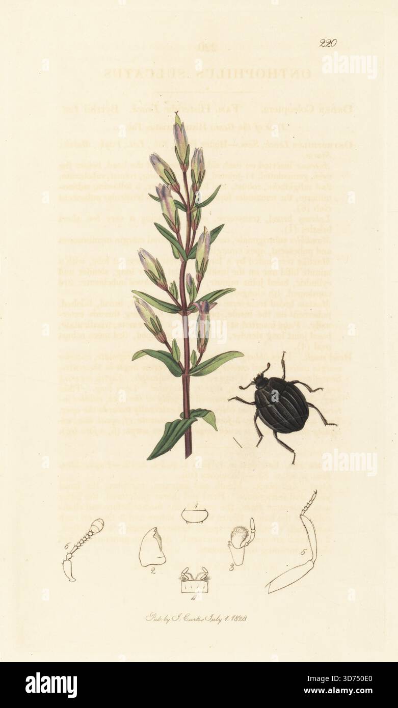 Clownkäfer, Onthophilus punctatus (Onthophilus sulcatus), mit herbstlichem Enzian, Gentiana amarella. Handkoloriertes Kupferstich, gezeichnet und graviert von John Curtis für seine eigene britische Entomologie, als Illustrationen und Beschreibungen der Genera of Insects found in Great Britain and Ireland, London, 1828. John Curtis (1791–1862) war ein Entomologe, Illustrator, Kupferstecher und Verleger. Stockfoto