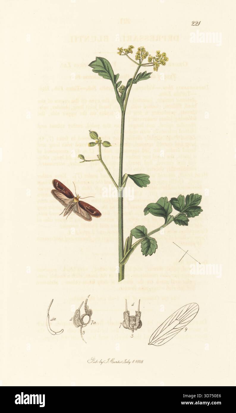 Blunt-Flachkörpermotte oder violette Karottensamenmotte, Depressaria depressella (Depressaria bluntii), mit Pastinaken oder Wildsittich, Pastinaca sativa. Handkoloriertes Kupferstich, gezeichnet und graviert von John Curtis für seine eigene britische Entomologie, als Illustrationen und Beschreibungen der Genera of Insects found in Great Britain and Ireland, London, 1828. John Curtis (1791–1862) war ein Entomologe, Illustrator, Kupferstecher und Verleger. Stockfoto