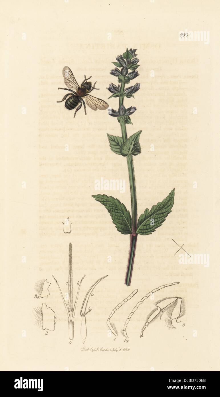 mauerbiene oder westliche maurerbiene, Osmia parietina, mit wildem clary, Salvia verbenaca. Handkoloriertes Kupferstich, gezeichnet und graviert von John Curtis für seine eigene britische Entomologie, als Illustrationen und Beschreibungen der Genera of Insects found in Great Britain and Ireland, London, 1828. John Curtis (1791–1862) war ein Entomologe, Illustrator, Kupferstecher und Verleger. Stockfoto