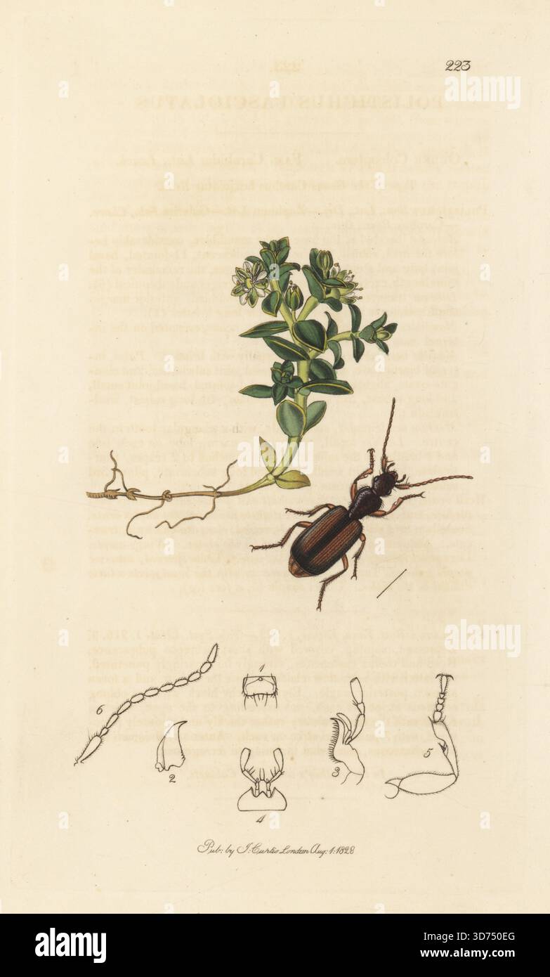 Polistichus fasciolatus-Käfer, mit Sandpflanze am Meer, Honckenya peploides (Seesandkraut, Arenaria peploides). Handkoloriertes Kupferstich, gezeichnet und graviert von John Curtis für seine eigene britische Entomologie, als Illustrationen und Beschreibungen der Genera of Insects found in Great Britain and Ireland, London, 1828. John Curtis (1791–1862) war ein Entomologe, Illustrator, Kupferstecher und Verleger. Stockfoto