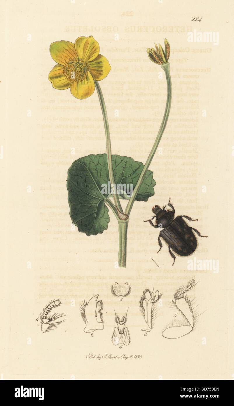 Heterocerus obsoletus-Käfer mit Sumpfblume oder Kuhherde, Caltha palustris. Handkoloriertes Kupferstich, gezeichnet und graviert von John Curtis für seine eigene britische Entomologie, als Illustrationen und Beschreibungen der Genera of Insects found in Great Britain and Ireland, London, 1828. John Curtis (1791–1862) war ein Entomologe, Illustrator, Kupferstecher und Verleger. Stockfoto