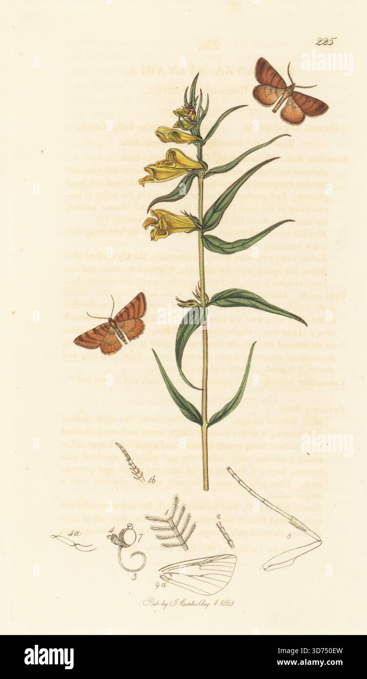 Rannoch Loopermotte, Macaria brunneata (Rannoch geometra, Speranza sylvaria) mit Weideweizen, Melampyrum arvense (Malampyrum pratense). Handkoloriertes Kupferstich, gezeichnet und graviert von John Curtis für seine eigene britische Entomologie, als Illustrationen und Beschreibungen der Genera of Insects found in Great Britain and Ireland, London, 1828. John Curtis (1791–1862) war ein Entomologe, Illustrator, Kupferstecher und Verleger. Stockfoto