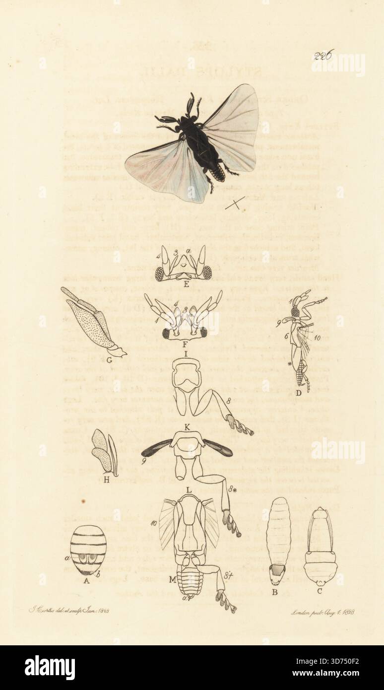 Endoparasit, Stylops dalii (Stylops dalil). Männlicher Erwachsener oben, Larven A, B und Puppe C. handfarbene Kupferplatte, gezeichnet und graviert von John Curtis für seine eigene britische Entomologie, Illustrationen und Beschreibungen der Genera of Insects found in Großbritannien and Irland, London, 1828. John Curtis (1791–1862) war ein Entomologe, Illustrator, Kupferstecher und Verleger. Stockfoto