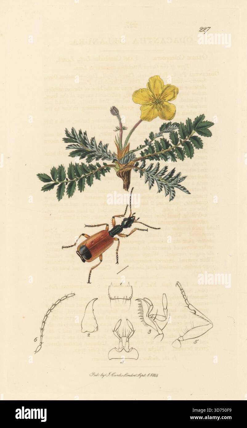 Bodenkäfer, Odacantha melanura, mit Silberweed Cinquefoil, Argentina anserina (Moormais, Potentilla anserina). Handkoloriertes Kupferstich, gezeichnet und graviert von John Curtis für seine eigene britische Entomologie, als Illustrationen und Beschreibungen der Genera of Insects found in Great Britain and Ireland, London, 1828. John Curtis (1791–1862) war ein Entomologe, Illustrator, Kupferstecher und Verleger. Stockfoto