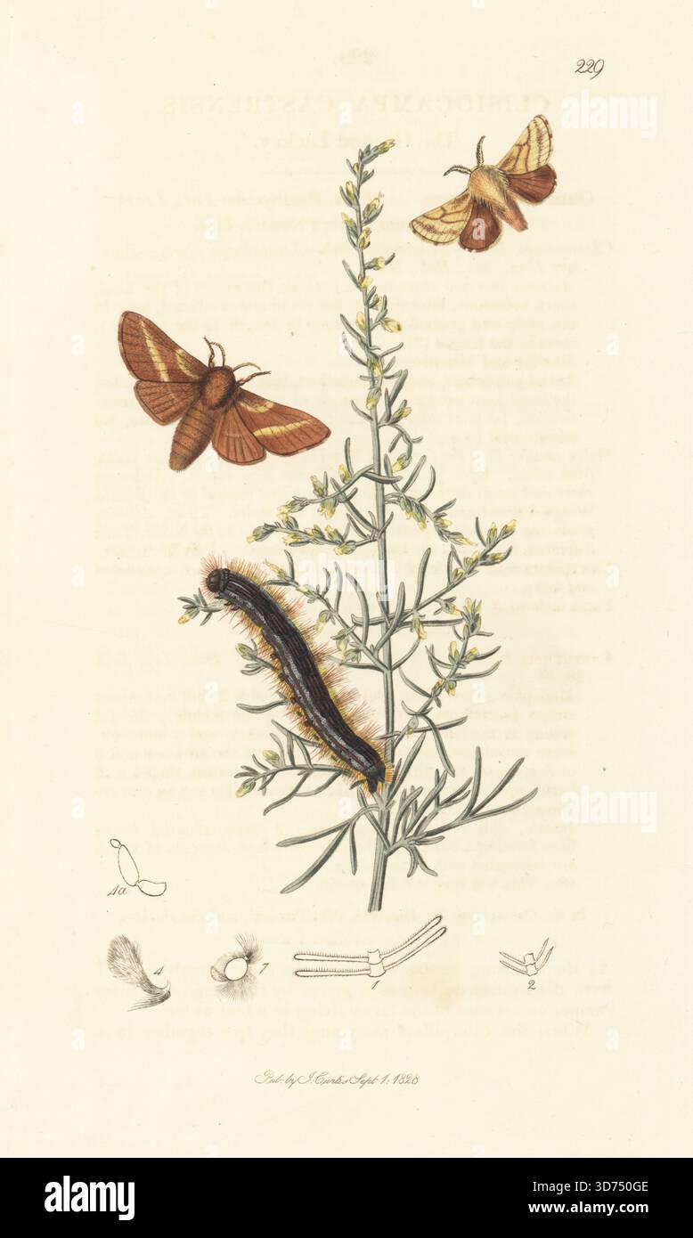 Gemahlene Lakaienmotte und raupe, Malacosoma castrense Clisiocampa castrensis mit herabhängendem Blütenwurm, Artemisia maritima. Handkoloriertes Kupferstich, gezeichnet und graviert von John Curtis für seine eigene britische Entomologie, als Illustrationen und Beschreibungen der Genera of Insects found in Great Britain and Ireland, London, 1828. John Curtis (1791–1862) war ein Entomologe, Illustrator, Kupferstecher und Verleger. Stockfoto