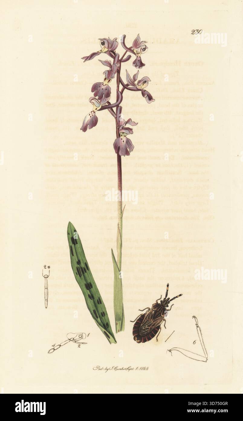 Flachkäfer, Aradus corticalis, mit der frühen violetten Orchidee Orchis mascula. Handkoloriertes Kupferstich, gezeichnet und graviert von John Curtis für seine eigene britische Entomologie, als Illustrationen und Beschreibungen der Genera of Insects found in Great Britain and Ireland, London, 1828. John Curtis (1791–1862) war ein Entomologe, Illustrator, Kupferstecher und Verleger. Stockfoto