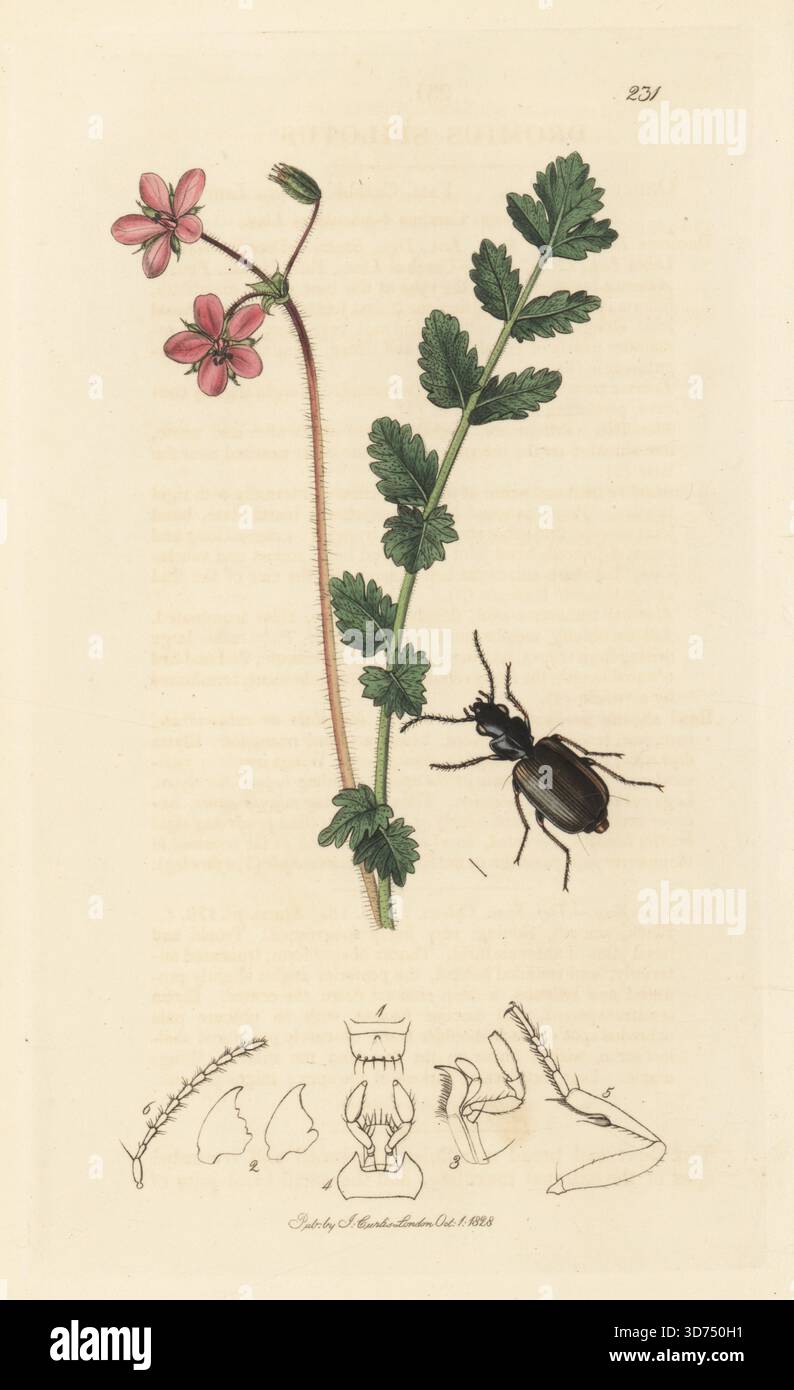 Dromius spilotus-Käfer, Syntomus obscuroguttatus, mit gemeinem Storchschnabel oder Schierlein, Erodium cicutarium. Handkoloriertes Kupferstich, gezeichnet und graviert von John Curtis für seine eigene britische Entomologie, als Illustrationen und Beschreibungen der Genera of Insects found in Great Britain and Ireland, London, 1828. John Curtis (1791–1862) war ein Entomologe, Illustrator, Kupferstecher und Verleger. Stockfoto