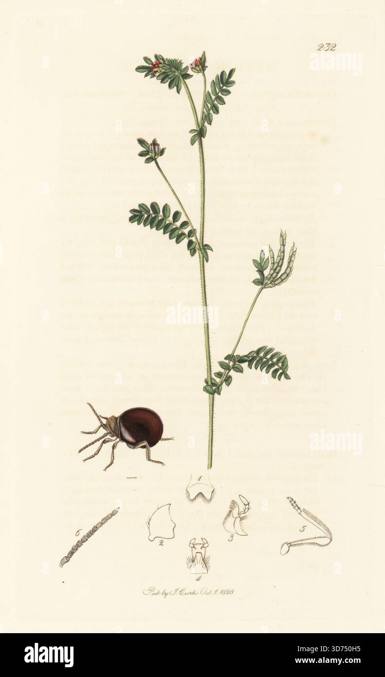 Mezium sulcatum-Käfer mit gemeinem Vogelfuß, Ornithopus perpusillus. Handkoloriertes Kupferstich, gezeichnet und graviert von John Curtis für seine eigene britische Entomologie, als Illustrationen und Beschreibungen der Genera of Insects found in Great Britain and Ireland, London, 1828. John Curtis (1791–1862) war ein Entomologe, Illustrator, Kupferstecher und Verleger. Stockfoto