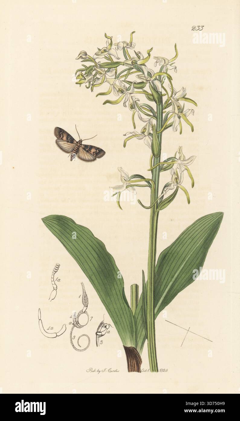 Tabby-Knoten-Hornmotte, Euzophera pinguis (Phycita pinguis), mit kleiner Schmetterlingsorchidee, Platanthera bifolia (Schmetterling orchis, Orchis bifolia). Handkoloriertes Kupferstich, gezeichnet und graviert von John Curtis für seine eigene britische Entomologie, als Illustrationen und Beschreibungen der Genera of Insects found in Great Britain and Ireland, London, 1828. John Curtis (1791–1862) war ein Entomologe, Illustrator, Kupferstecher und Verleger. Stockfoto