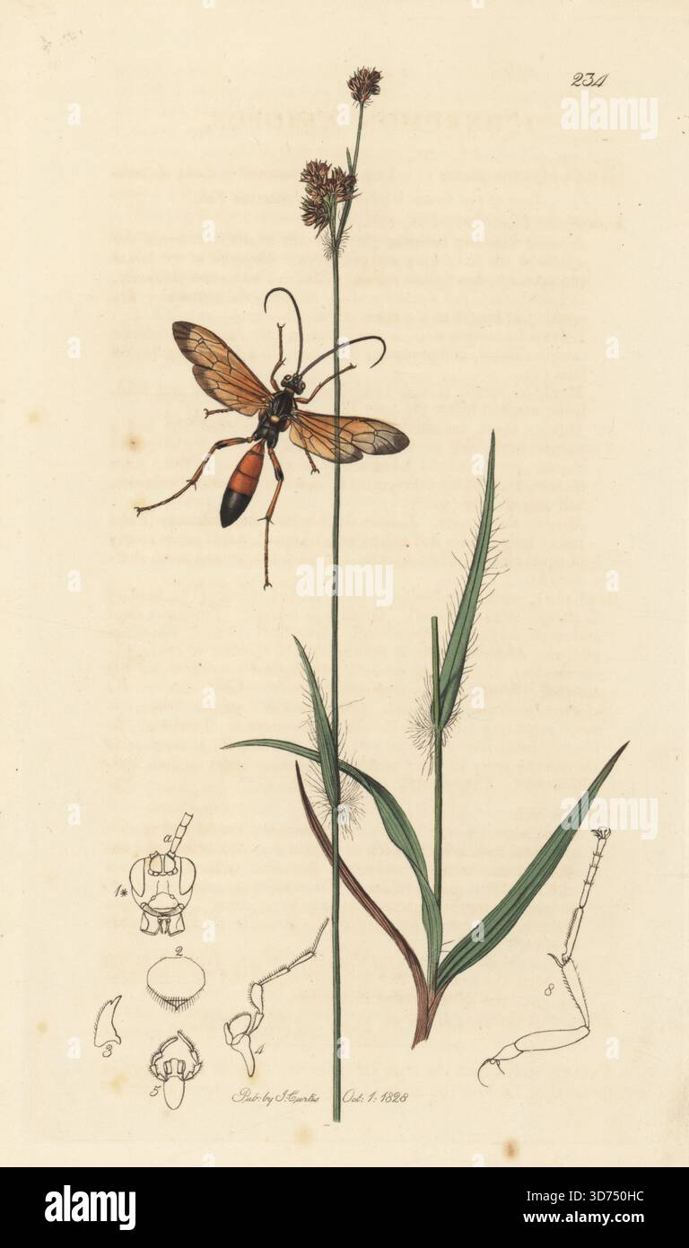Todeskopfwespe, Callajoppa exaltatoria (Ichneumon atropos) mit Heideholzwurz, Luzula congesta (Flachsrush, Juncus liniger). Handkoloriertes Kupferstich, gezeichnet und graviert von John Curtis für seine eigene britische Entomologie, als Illustrationen und Beschreibungen der Genera of Insects found in Great Britain and Ireland, London, 1828. John Curtis (1791–1862) war ein Entomologe, Illustrator, Kupferstecher und Verleger. Stockfoto