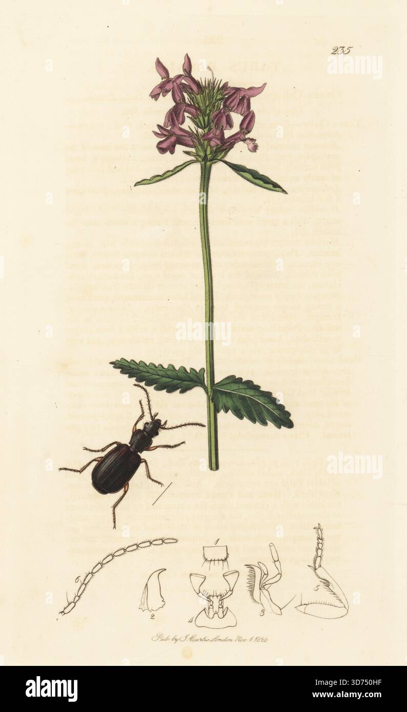 Tarus basalis oder Cymindis vapariorum-Käfer mit Holzbetonie, Betonica officinalis. Handkoloriertes Kupferstich, gezeichnet und graviert von John Curtis für seine eigene britische Entomologie, als Illustrationen und Beschreibungen der Genera of Insects found in Great Britain and Ireland, London, 1828. John Curtis (1791–1862) war ein Entomologe, Illustrator, Kupferstecher und Verleger. Stockfoto