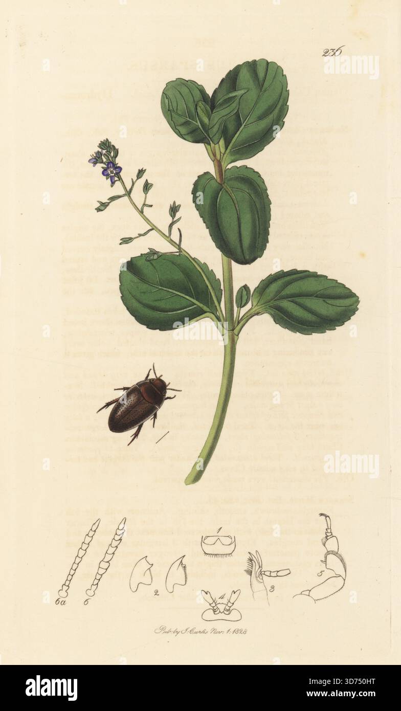 Größerer Noteruskäfer, Noterus clavicornis (Noterus sparsus) mit Brooklim, Veronica beccabunga. Handkoloriertes Kupferstich, gezeichnet und graviert von John Curtis für seine eigene britische Entomologie, als Illustrationen und Beschreibungen der Genera of Insects found in Great Britain and Ireland, London, 1828. John Curtis (1791–1862) war ein Entomologe, Illustrator, Kupferstecher und Verleger. Stockfoto