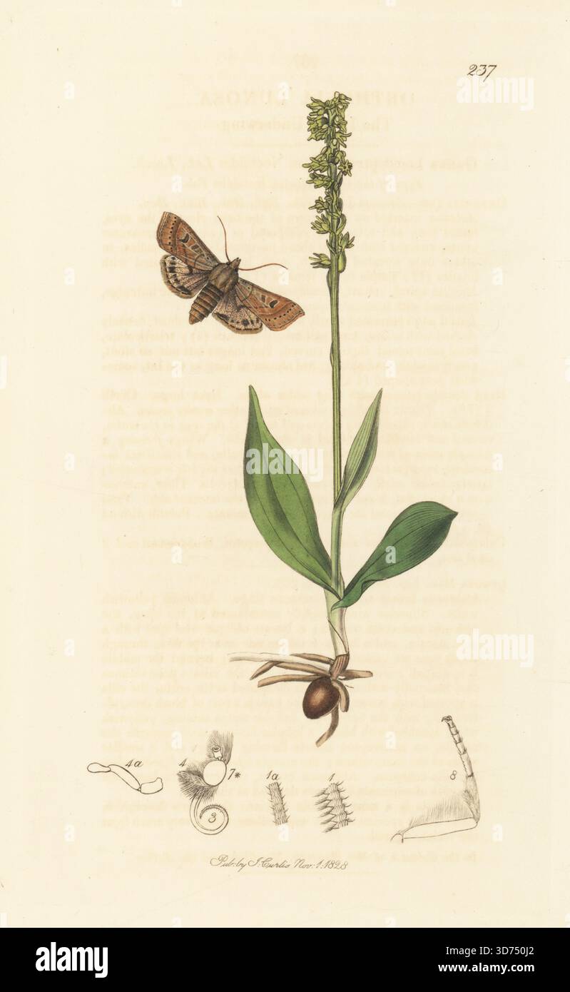 Mondunterflügelmotte, Omphaloscelis lunosa (Orthosia lunosa), mit Moschusorchidee, Herminium monorchis (gelb oder Moschus ophrys, Ophrys monorchis). Handkoloriertes Kupferstich, gezeichnet und graviert von John Curtis für seine eigene britische Entomologie, als Illustrationen und Beschreibungen der Genera of Insects found in Great Britain and Ireland, London, 1828. John Curtis (1791–1862) war ein Entomologe, Illustrator, Kupferstecher und Verleger. Stockfoto