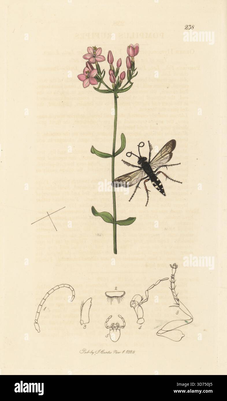 Rotbeinspinnenwespe, Episyron rufipes (Pompilus rufipes) mit gemeinsamer Zentaury, Centaurium erythraea (Chironia centaurium). Handkoloriertes Kupferstich, gezeichnet und graviert von John Curtis für seine eigene britische Entomologie, als Illustrationen und Beschreibungen der Genera of Insects found in Great Britain and Ireland, London, 1828. John Curtis (1791–1862) war ein Entomologe, Illustrator, Kupferstecher und Verleger. Stockfoto