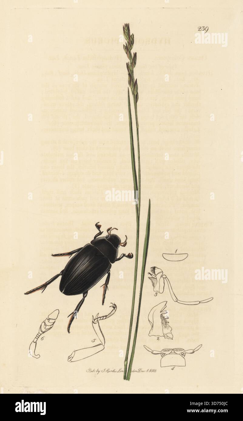 Großer Silberwasserkäfer, Hydrophilus piceus (hydrous piceus) mit gemeinem Heidegras, Danthonia decumbens (dickes Wiesengras, Poa decumbens). Handkoloriertes Kupferstich, gezeichnet und graviert von John Curtis für seine eigene britische Entomologie, als Illustrationen und Beschreibungen der Genera of Insects found in Great Britain and Ireland, London, 1828. John Curtis (1791–1862) war ein Entomologe, Illustrator, Kupferstecher und Verleger. Stockfoto
