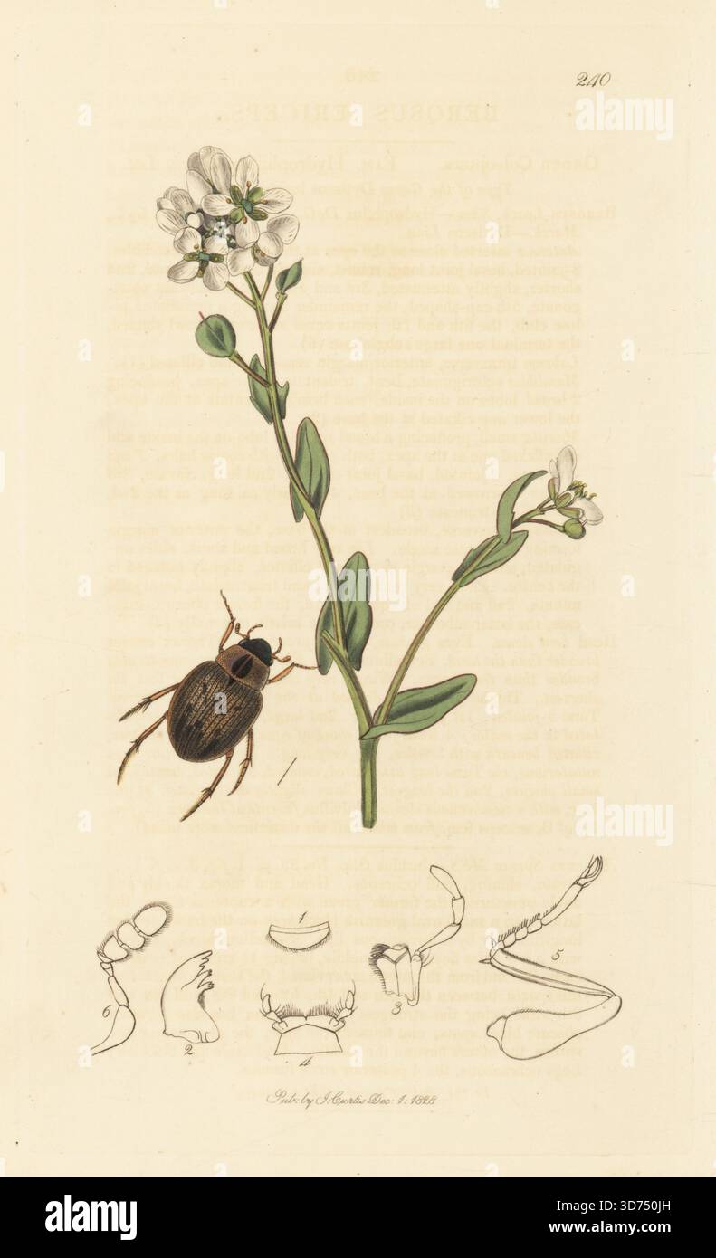Wasserfänger, Berosus signaticollis (Berosus aericeps) mit englischem Skurvy-Gras, Cochlearia anglica. Handkoloriertes Kupferstich, gezeichnet und graviert von John Curtis für seine eigene britische Entomologie, als Illustrationen und Beschreibungen der Genera of Insects found in Great Britain and Ireland, London, 1828. John Curtis (1791–1862) war ein Entomologe, Illustrator, Kupferstecher und Verleger. Stockfoto