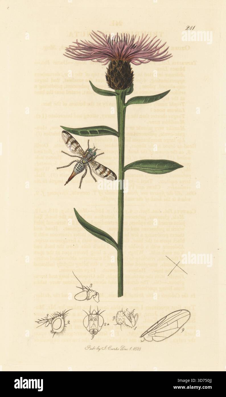 Fruchtfliege, Terellia ceratocera (Tephritis cornuta) mit schwarzem Knabenkraut, Centaurea nigra. Handkoloriertes Kupferstich, gezeichnet und graviert von John Curtis für seine eigene britische Entomologie, als Illustrationen und Beschreibungen der Genera of Insects found in Great Britain and Ireland, London, 1828. John Curtis (1791–1862) war ein Entomologe, Illustrator, Kupferstecher und Verleger. Stockfoto