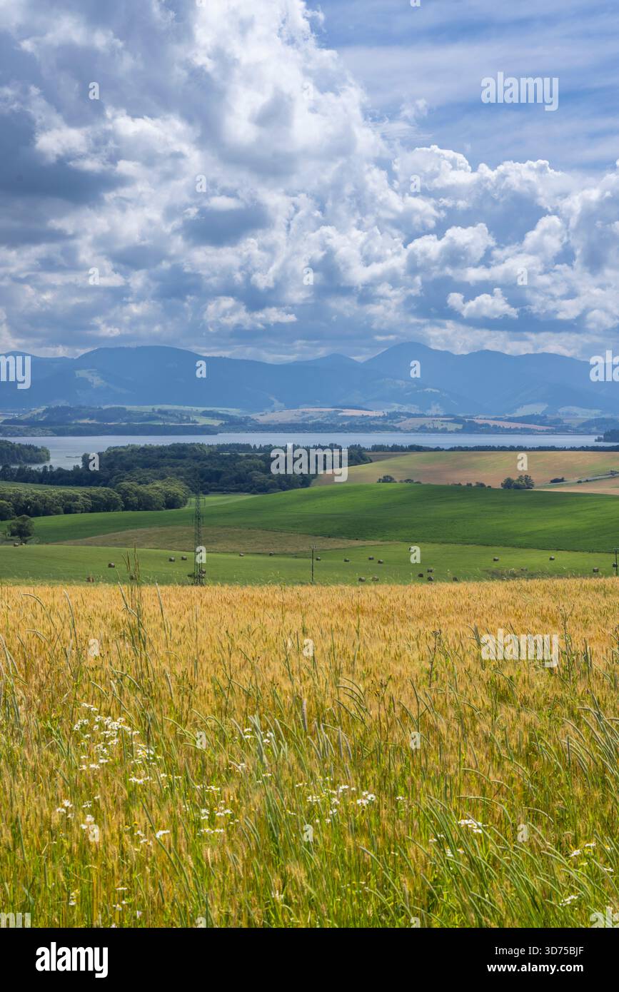 Goldenes Weizenfeld, das zu See, Hügeln, Bergen und Sommerhimmel in der Slowakei führt Stockfoto