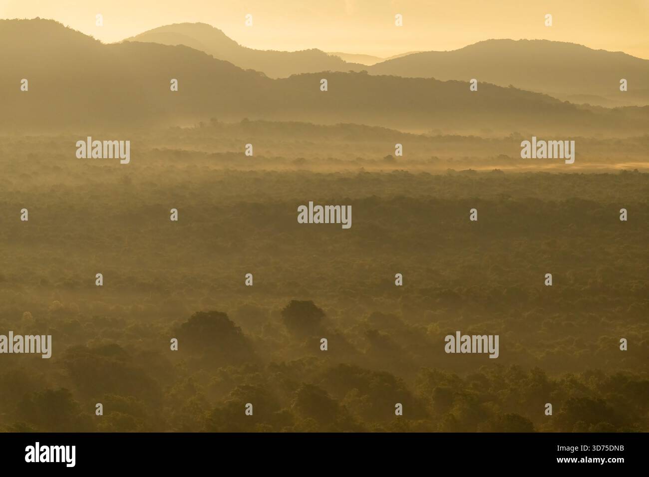 Ein ruhiger, goldener Sonnenaufgang über den nebelbedeckten Wäldern von Sigiriya, Sri Lanka, zeigt geschichtete Hügel und stimmungsvolles Licht in einer ruhigen Atmosphäre Stockfoto