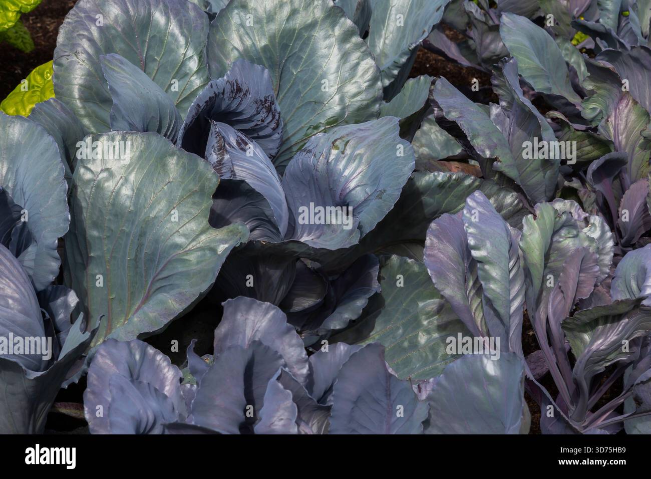 Brassica oleracea 'Buscaro' im Spätsommer. Stockfoto