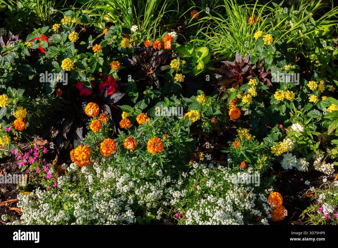 Weißes Alyssum, orange Tagetes - Marigold, gelbe Lantana Camara in gemischter Grenze im Spätsommer. Stockfoto