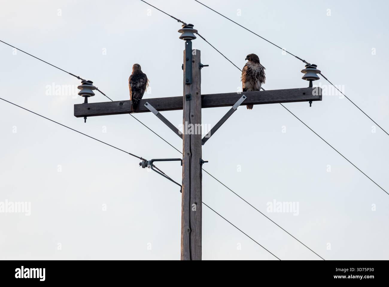 Rotschwanzfalken an einem Versorgungsmast im Latah County, Idaho, USA. Stockfoto