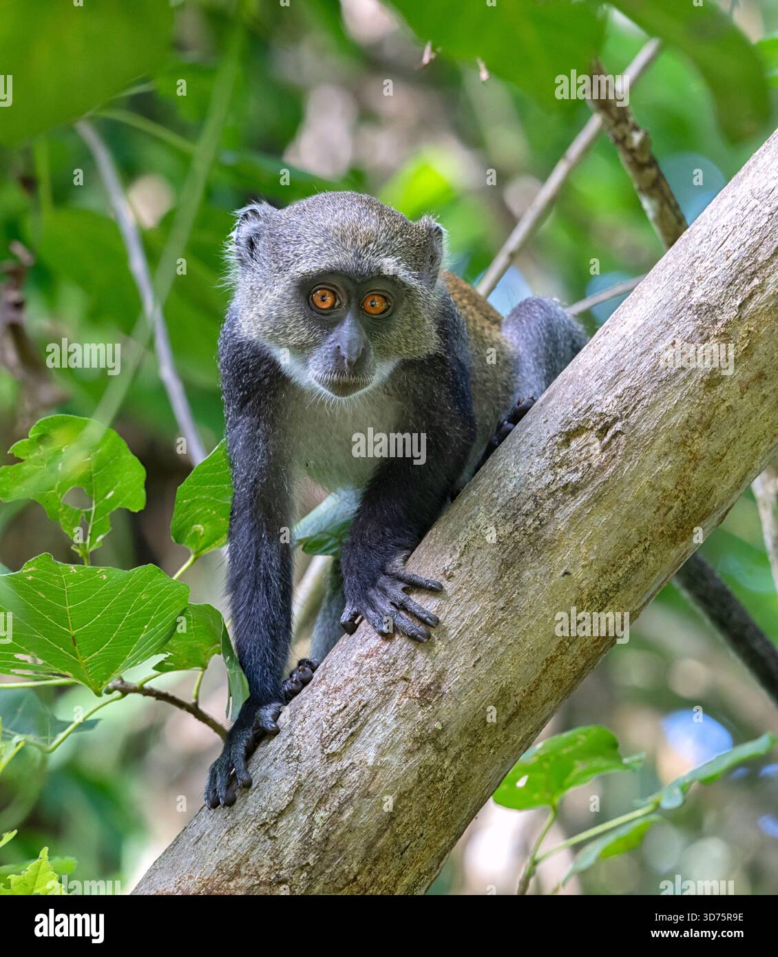 Sykes' Monkey (Cercopithecus albogularis) blickt aus dem tropischen Wald, Shimoni, Kenia Stockfoto