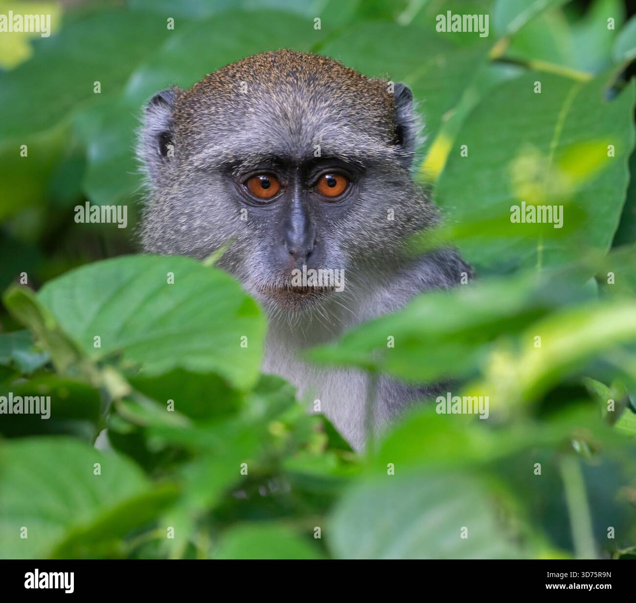 Sykes' Monkey (Cercopithecus albogularis) blickt aus dem tropischen Wald, Shimoni, Kenia Stockfoto